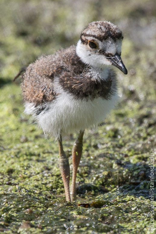 emily renzel wetlands